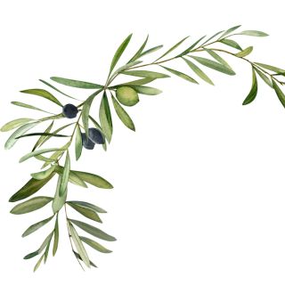 Extracto de hoja de olivo