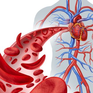 Protege los vasos sanguíneos y el corazón